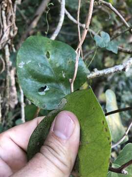 Image of Tinospora caffra (Miers) Troupin