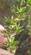 صورة Cliffortia stricta Weim.