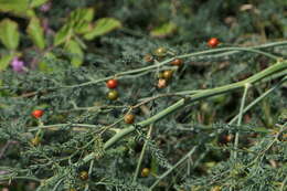 Image of Wild asparagus