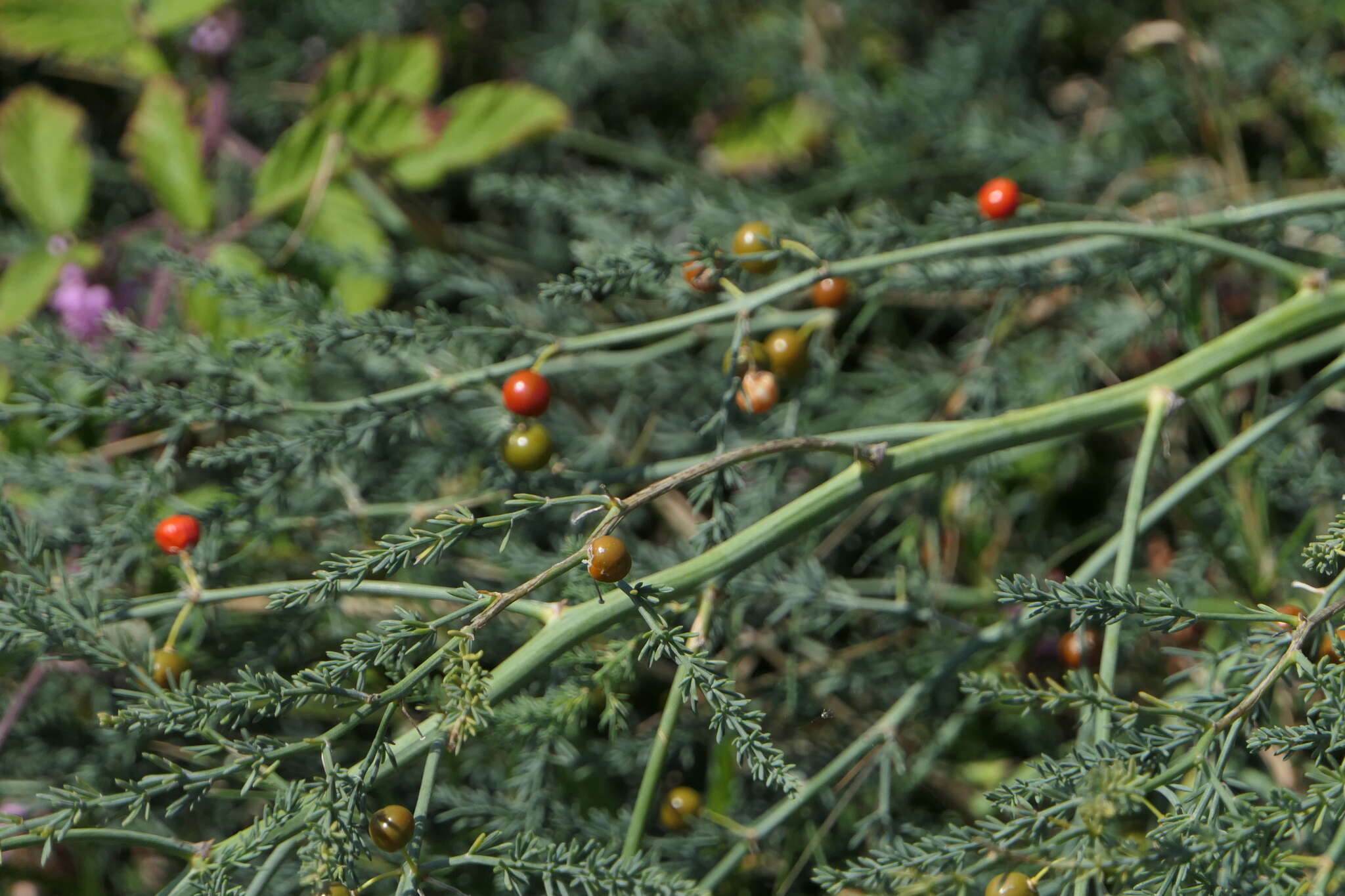 Image of Wild asparagus