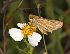 Image of Salt Marsh Skipper