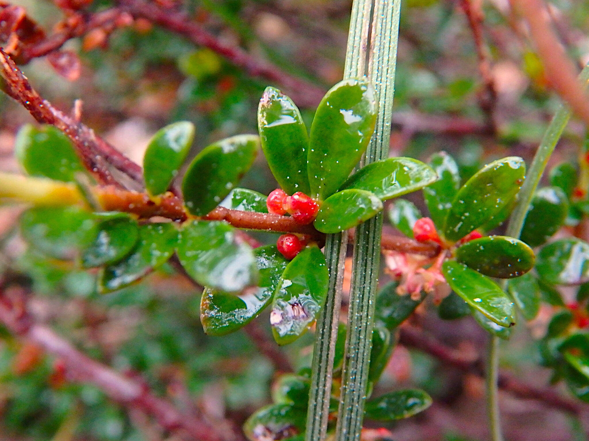 Image of Micrantheum demissum F. Muell.