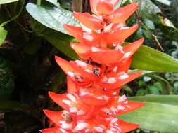 Image of Aechmea hoppii (Harms) L. B. Sm.