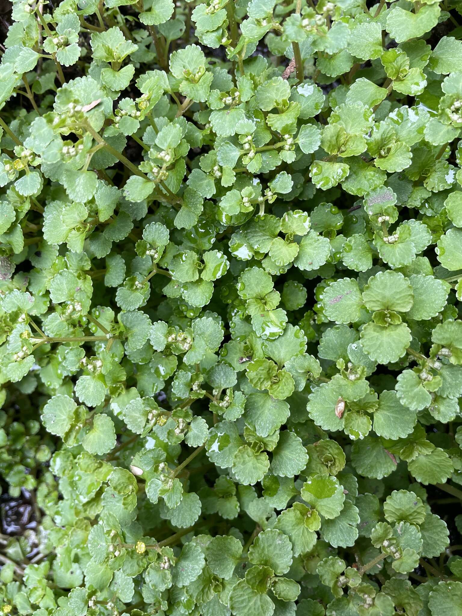 Plancia ëd Chrysosplenium glechomifolium Nutt. ex Torr. & Gray