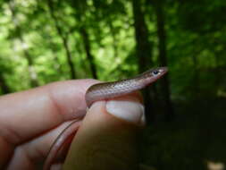Image of worm snake