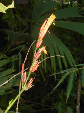 Sanchezia tarapotensis Leonard & L. B. Sm. resmi