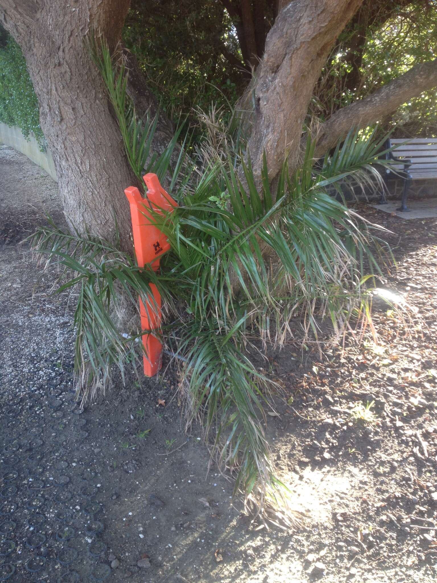 Image of Canary Island date palm