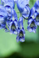 Слика од Aconitum degenii Gayer