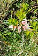 صورة Hippeastrum breviflorum Herb.