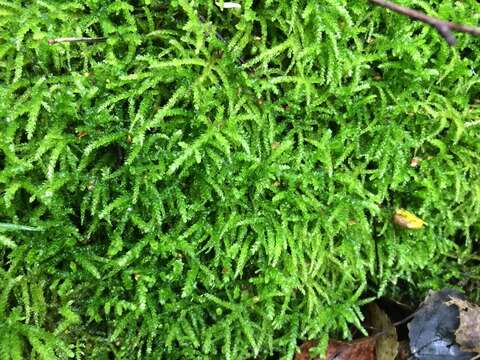 Слика од Eurhynchium angustirete T. Koponen 1967