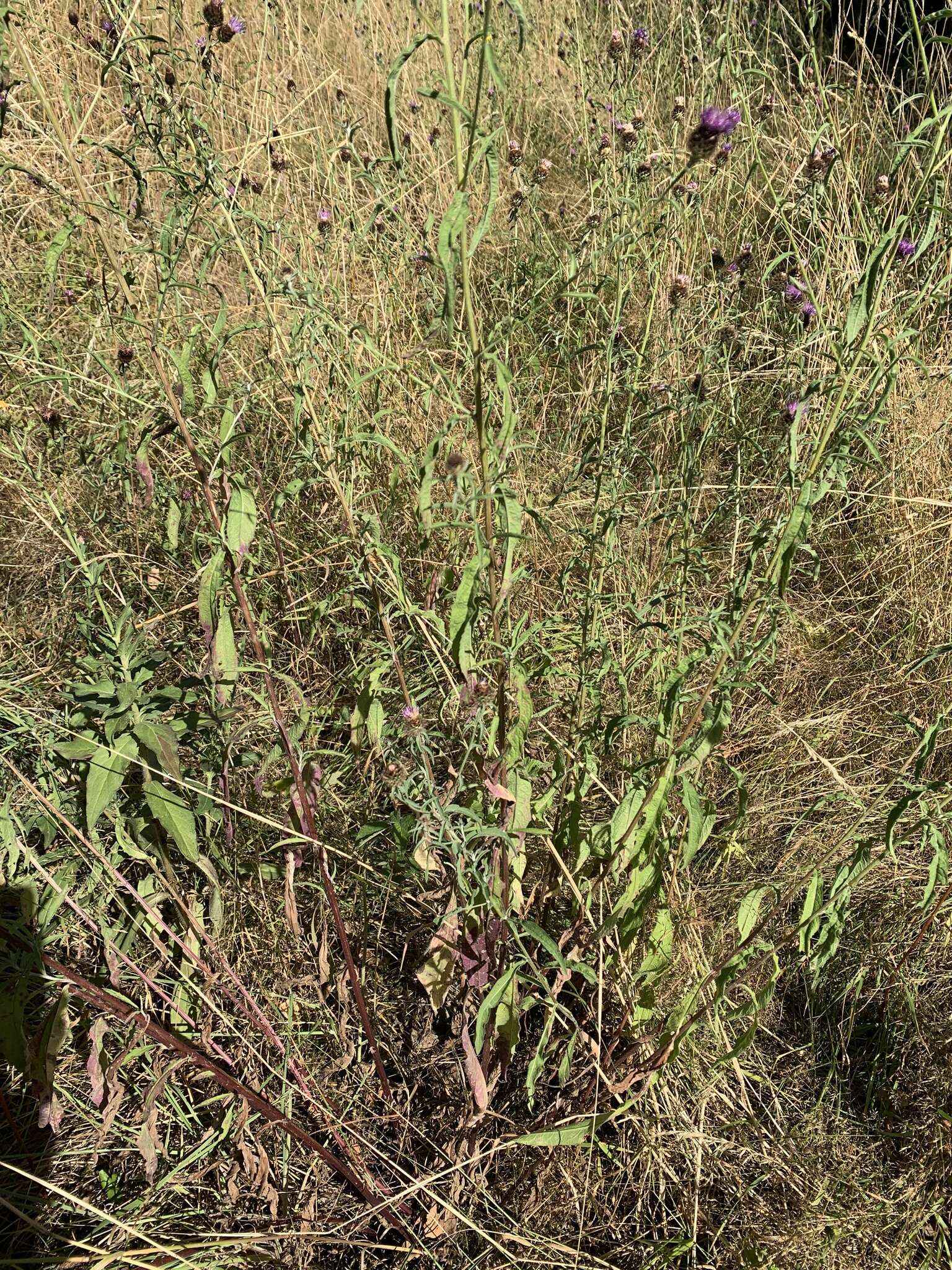 Image of Centaurea nemoralis Jord.