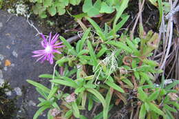 Image of Delosperma zoutpansbergense L. Bol.