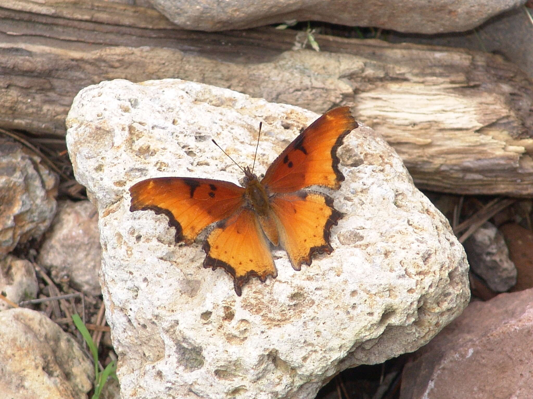 Слика од Polygonia haroldi Dewitz 1877