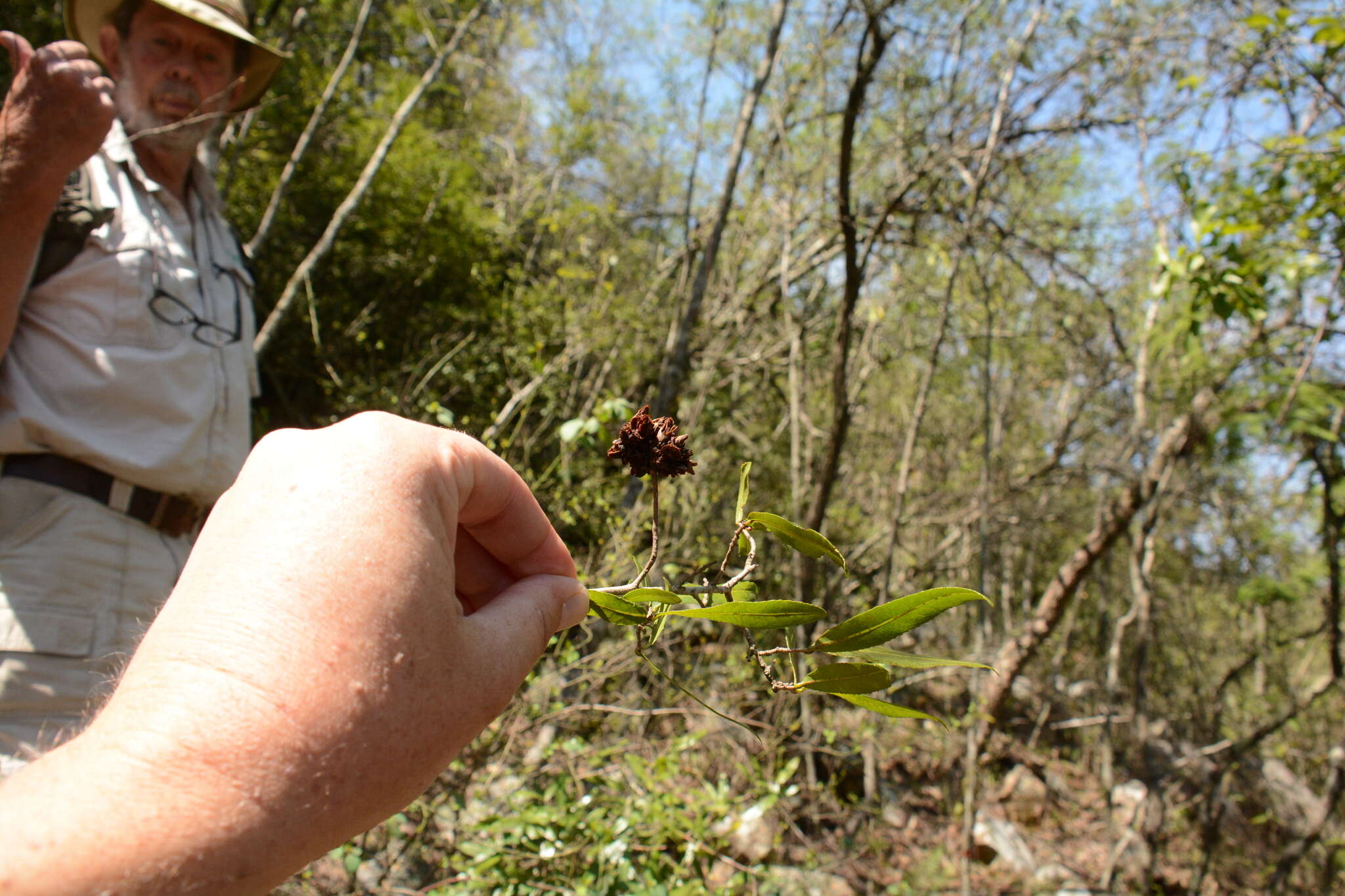 Image of Ochna natalitia (Meissn.) Walp.