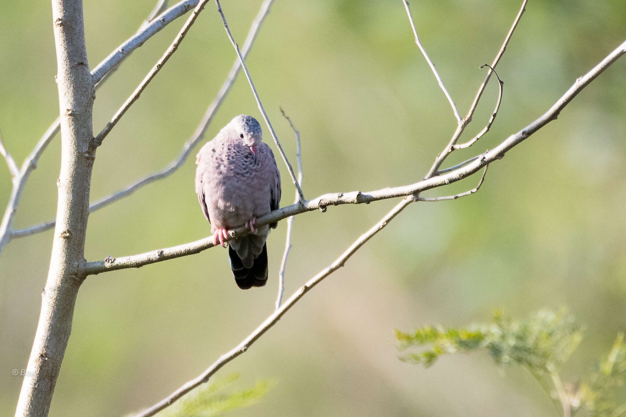 Plancia ëd Columbina passerina (Linnaeus 1758)