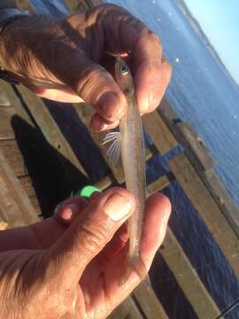 Image of California lizardfish