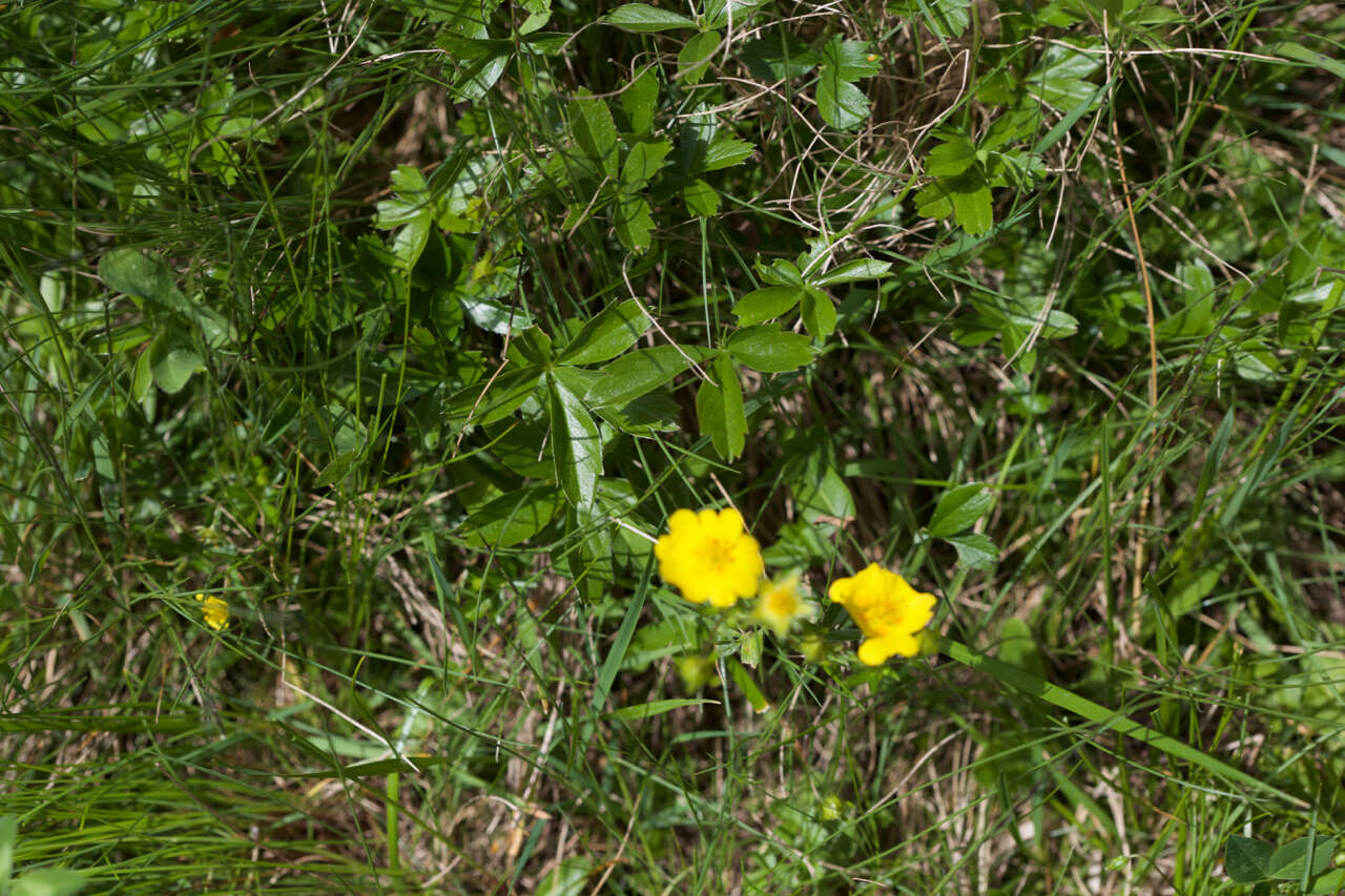 Image of Potentilla aurea L.