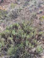 Imagem de Salvia candelabrum Boiss.