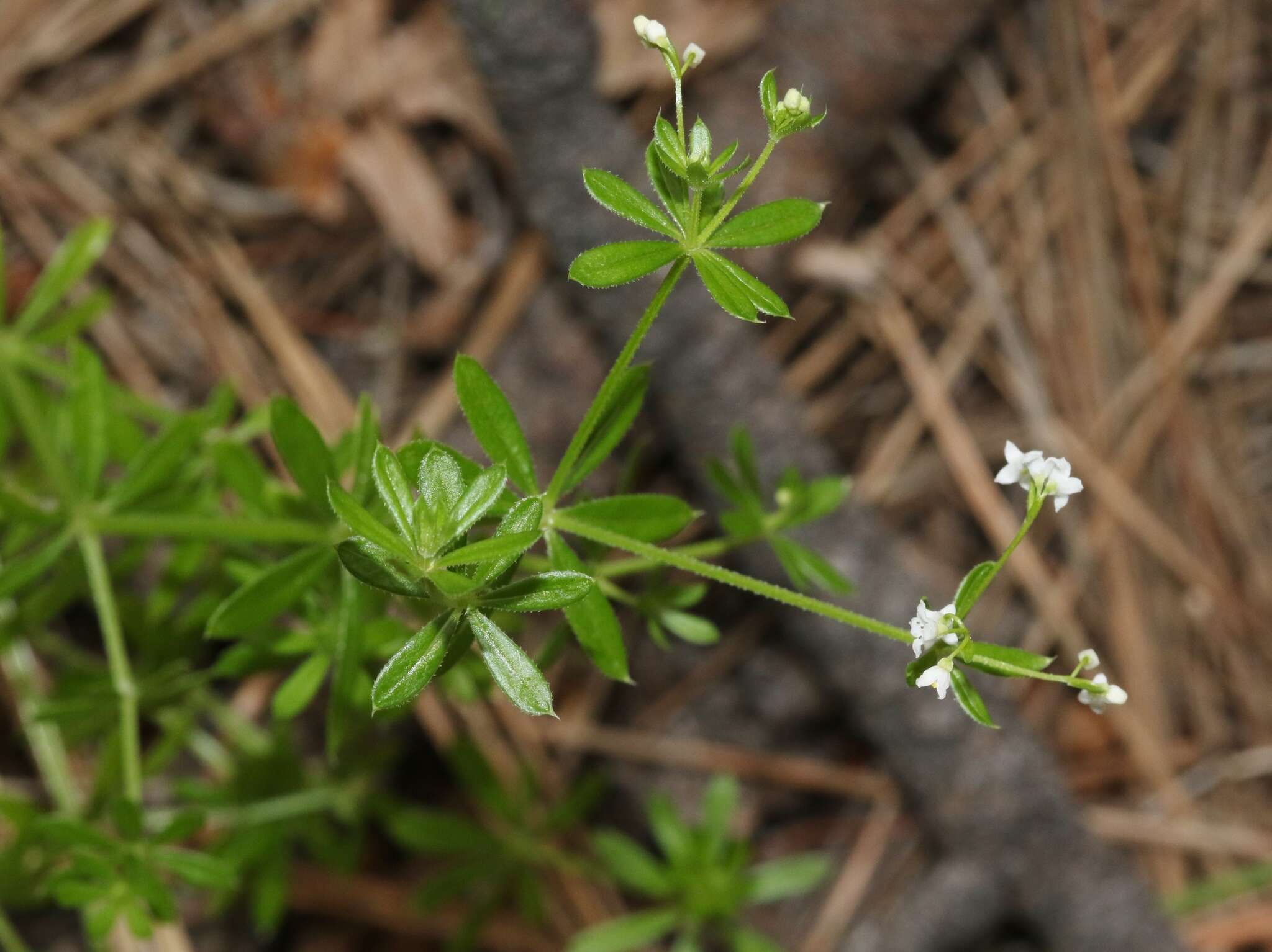 Galium mexicanum Kunth resmi