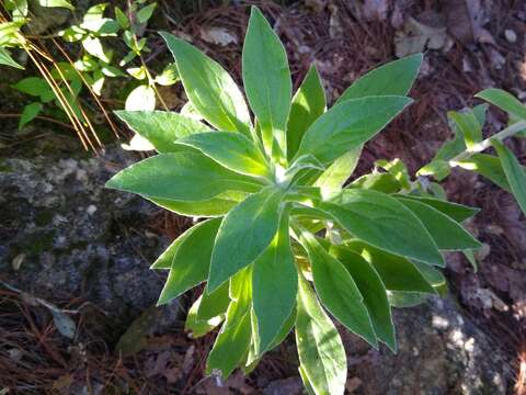 Image of Dominican cudweed