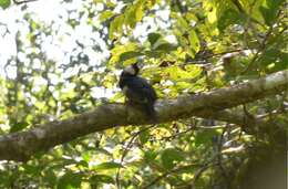 Image of Black-breasted Puffbird