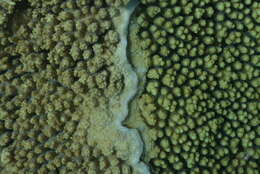 Image of Brush Coral