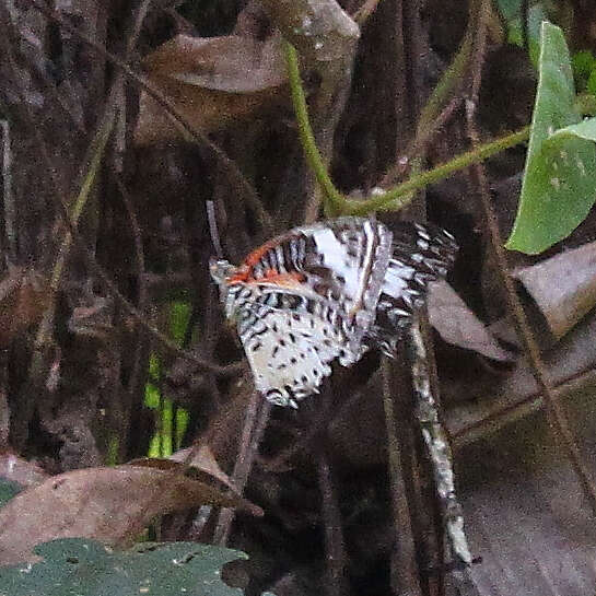 Cethosia cyane euanthes Fruhstorfer 1912 resmi