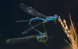 Imagem de Caliagrion billinghursti (Martin 1901)