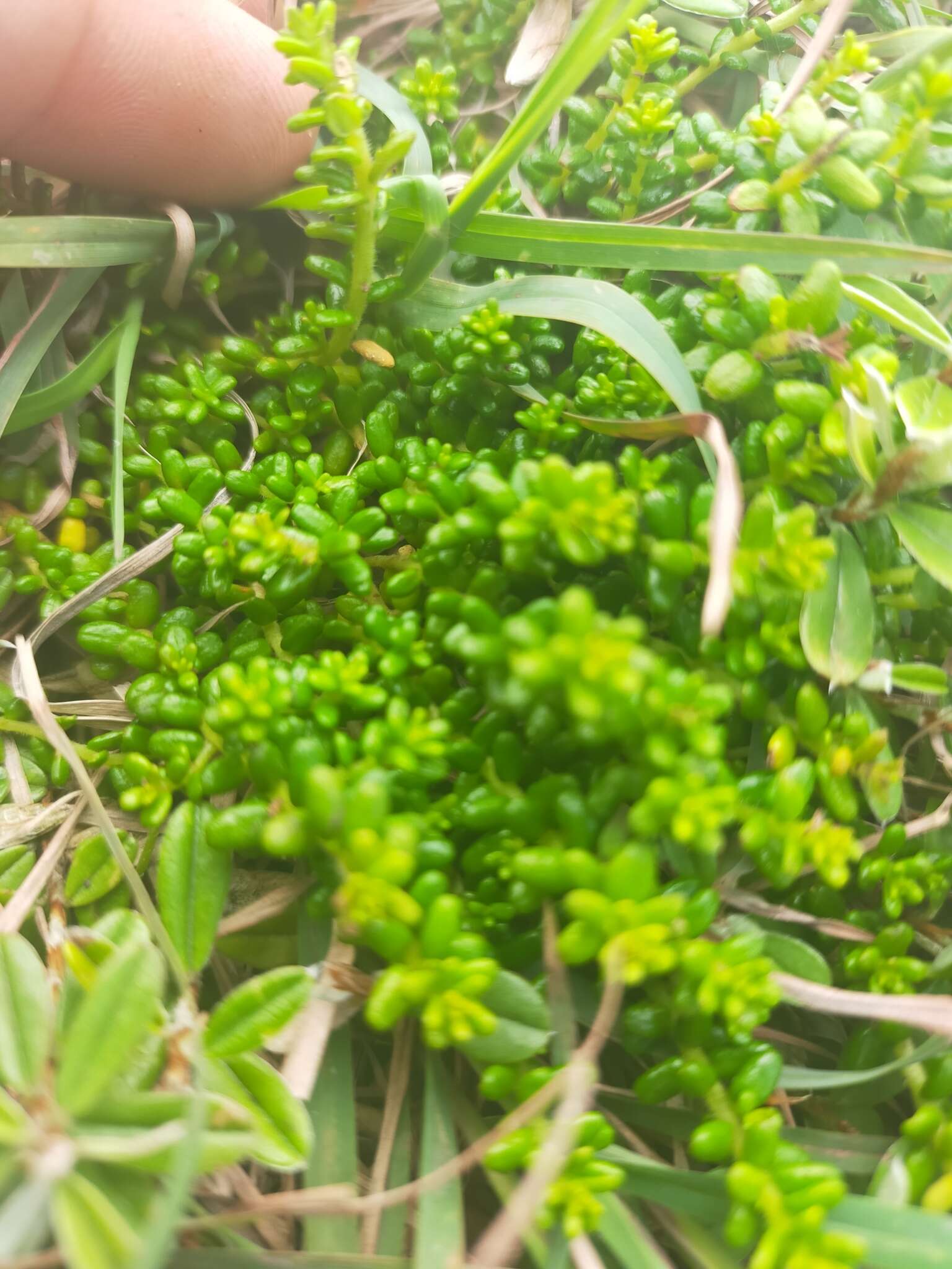 Image of Hibbertia vestita var. thymifolia Benth.