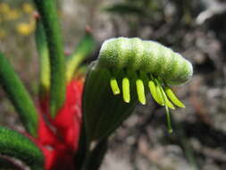 Image of Anigozanthos manglesii subsp. manglesii