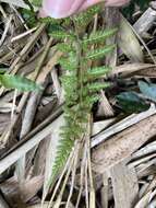 Imagem de Athyrium minimum Ching