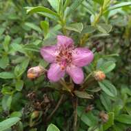 Imagem de Rhododendron lepidotum Wall.