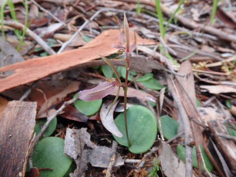 Image of Large gnat orchid