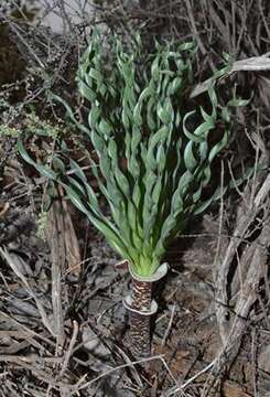 Gethyllis britteniana subsp. herrei (L. Bolus) D. Müll.-Doblies resmi