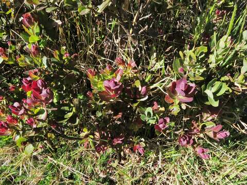 Image de Vaccinium reticulatum Sm.