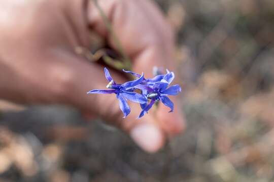 Image of Lobelia gruina Cav.