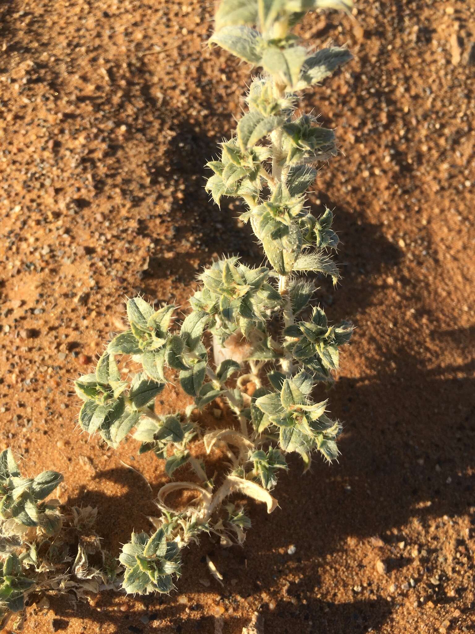 Слика од Moltkiopsis ciliata (Forsk.) I. M. Johnst.