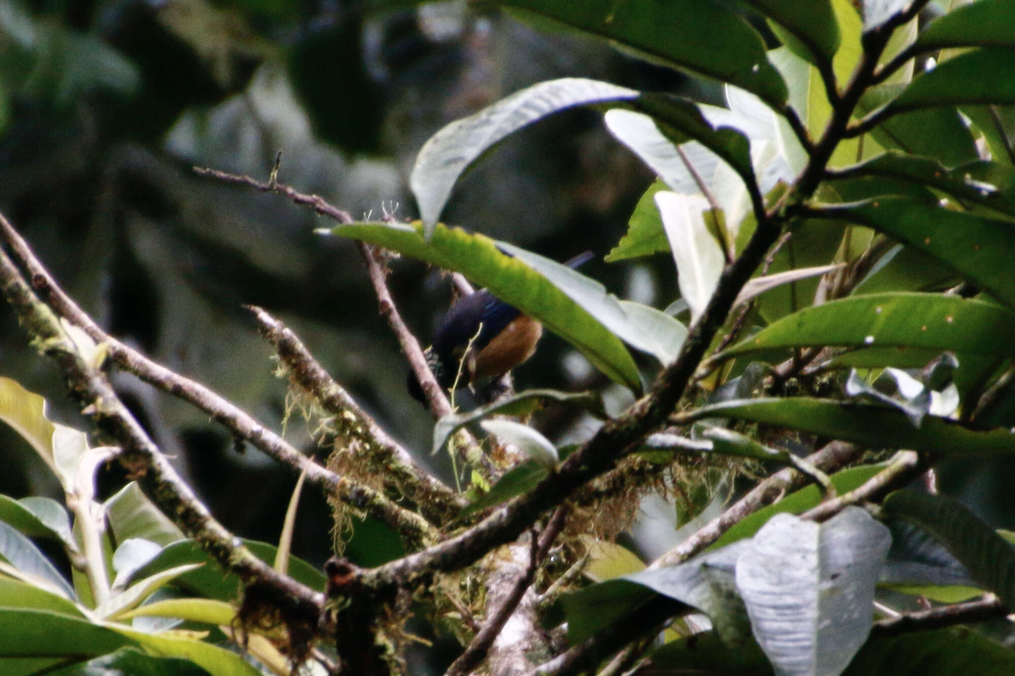 Image of Spangle-cheeked Tanager