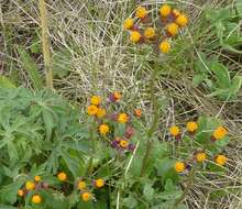 Image of Rayless Alpine Groundsel