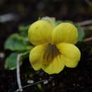 Image of Viola glandularis H. E. Ballard & P. M. Jorgensen
