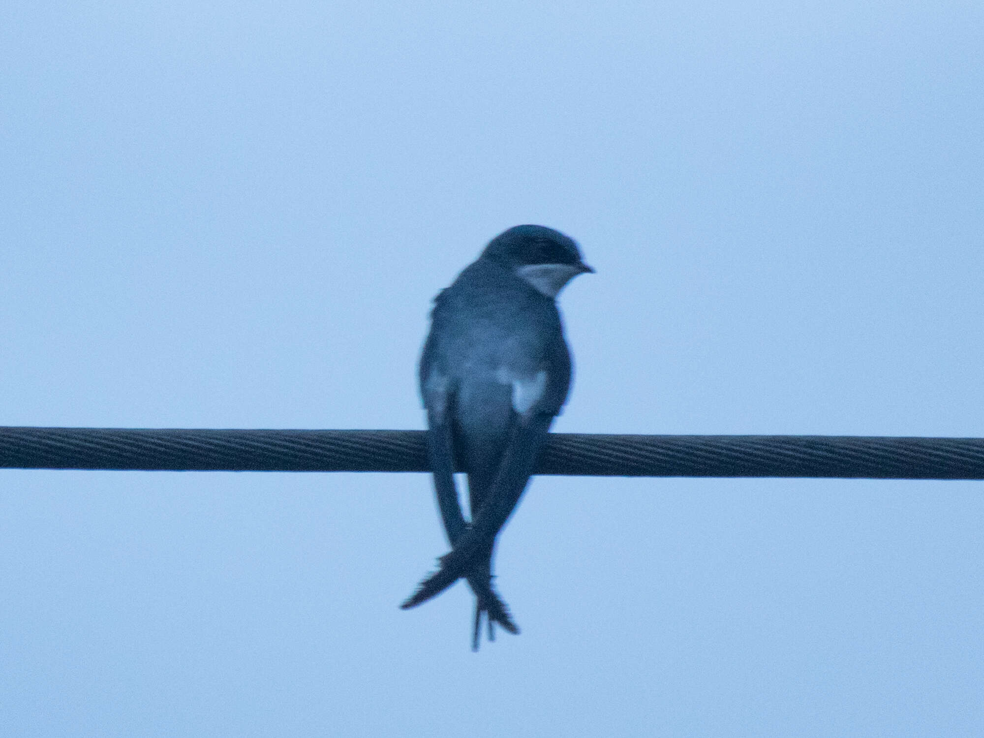 Image of Grey-rumped Treeswift