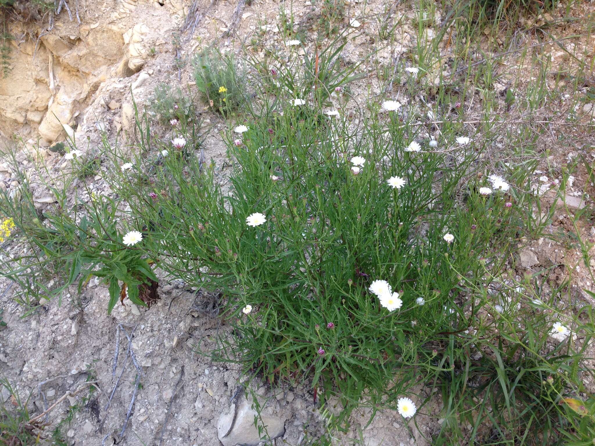 Image of cliff desertdandelion