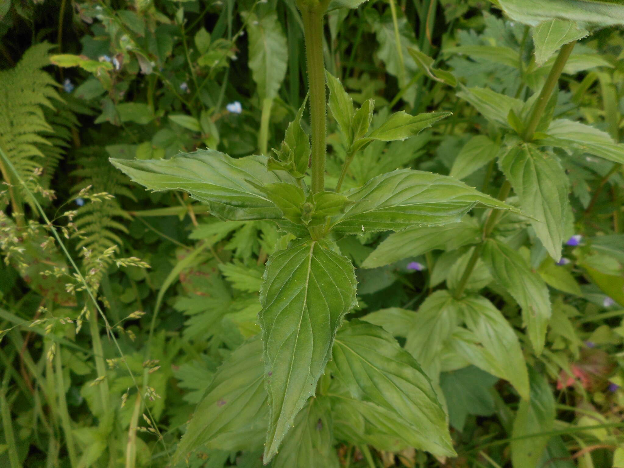 Image of Epilobium alpestre (Jacq.) Krocker