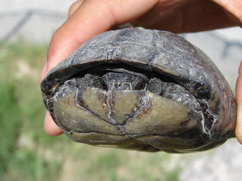 Image de Tortue-boîte De Coahuila