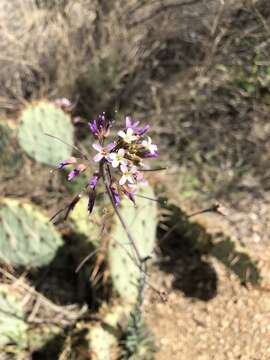 Image of Boechera porphyrea (Wooton & Standl.) Windham, Al-Shehbaz & P. Alexander