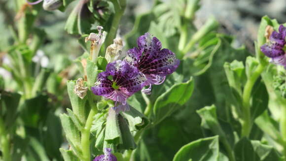 Image of henbane