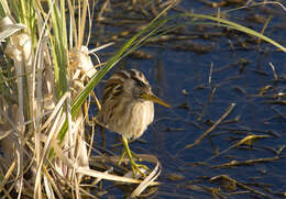 Image of Stripe-backed Bittern