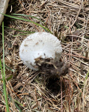 Image of Lycoperdon curtisii Berk. 1873