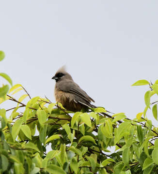 Colius striatus integralis Clancey 1957 resmi