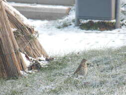 Image of Turdus philomelos philomelos Brehm & CL 1831